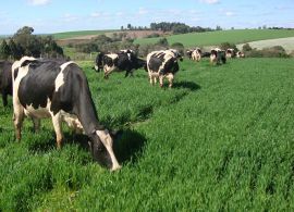 Produtores de leite do MS participam de levantamento de custos do Campo Futuro
