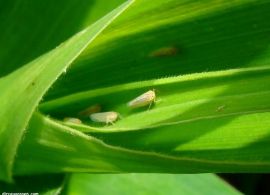 Descoberto bioinseticida contra a cigarrinha do milho