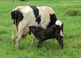 Transição de vacas para fase de lactação exige nutrição de qualidade