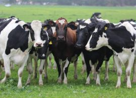 A desregulamentação do mercado de leite prejudicou os produtores na Austrália