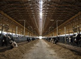 EUA: Custo de alimentação por vaca por dia é uma métrica crítica atualmente