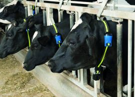 Estresse térmico: quais os impactos causados na produção leiteira e a importância do monitoramento