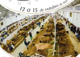 Exposição de gado Jersey de Braço do Norte/SC será realizada de 12 a 15 de Outubro