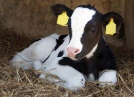 Consumo imediato de colostro ao nascer pode determinar a sobrevivência das bezerras