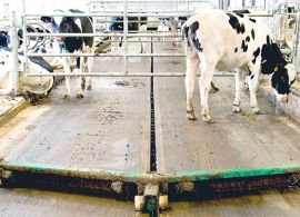 Manter as instalações limpas é crucial em uma fazenda de leite