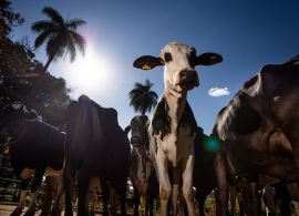 CNA: Gestão e manejo são chaves para aumento da rentabilidade da bovinocultura de leite