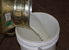 Produção leiteira no Ceará vive momento ambíguo