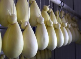Projeto para caracterização do queijo Cabacinha no Vale do Jequitinhonha