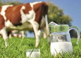 Conseleite-PR: apesar da crise, lácteos começam 2022 com leve alta