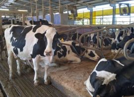 Planejamento na alimentação auxilia mitigação dos efeitos da seca na produção de leite
