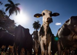 Pecuária leiteira do Ceará quer dobrar produção em dez anos