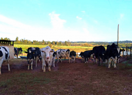 EMBRAPA: Método auxilia produtor a aumentar a produtividade do rebanho leiteiro