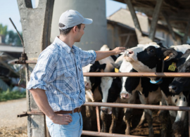 Como o conforto animal pode influenciar a produtividade da pecuária leiteira