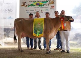 A etapa do Circuito Nacional da Raça Jersey em Itajuba-MG foi um sucesso