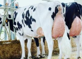 Mastite em bovinos leiteiros é tema de novo curso da Embrapa