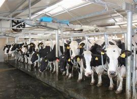 Com ajuda da tecnologia, planejamento genético transforma fazendas da bacia leiteira paranaense