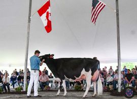 EUA: Vaca da raça Holandesa vendida por quase 2 milhões de dólares