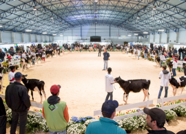 ExpoFrísia apresenta novidades da genética pecuária