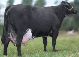 Vaca girolando produziu 100 mil litros de leite