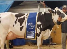 Fini Renegade Beatrix: a vaca que produz 100 litros de leite por dia