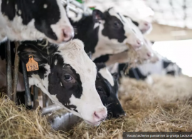 Espanha: por que os produtores estão abatendo as vacas de leite?