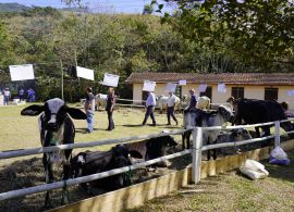 2º Dia de Campo  - Gir das Colinas