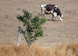 União Europeia prevê diminuição na produção de laticínios e carne