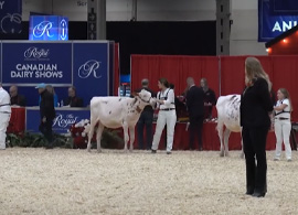 Royal Winter Fair: 100 anos de tradição e sucesso