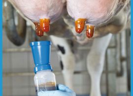 Melhoria da qualidade do leite requer normas e assistência técnica