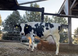 EUA: Vaca Holandesa de 13 Anos estabelece novo recorde de produção de leite
