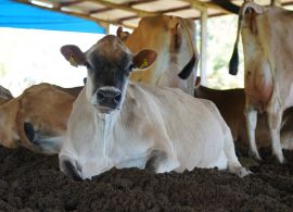 Estudo mostra que pecuária de leite gera baixa emissão de carbono