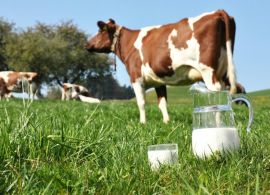 Brasil precisa de ajuste competitivo no leite para abrir mercados
