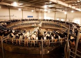 Top 100: Os maiores produtores de leite do Brasil em 2022