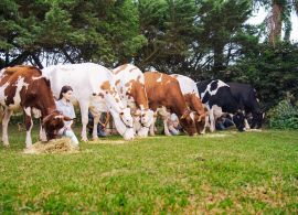 7 gerações de vacas da raça holandesa se encontram juntas no Paraná