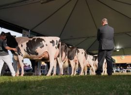 Fenasul 2023 é destaque em evolução e genética leiteira