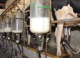 Preços no mercado lácteo em queda e arroba de boi com ligeira melhora