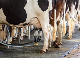CEPEA: Elevada disponibilidade interna de lácteos mantém em queda preço ao produtor