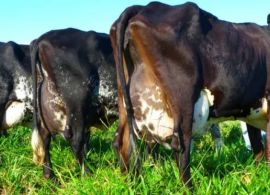 Estudo inédito aponta que produção leiteira brasileira emite menos da metade do carbono da média mundial