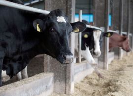 Santa Catarina comemora 13 anos como área livre de febre aftosa sem vacinação