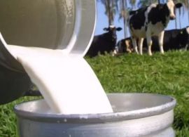 Produtores fazem greve contra baixo preço do leite