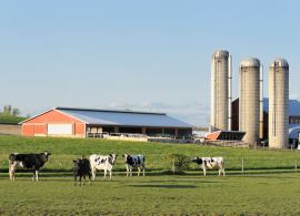 Wisconsin: a Terra do Leite nos Estados Unidos enfrenta dificuldades