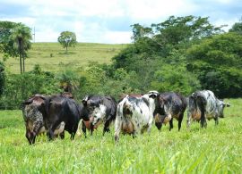 Evolução da produção de leite sob a ótica do Censo Agropecuário