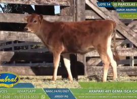 Leilão da Cabanha Gema e Agropecuária Arapari reforça a valorização do gado Jersey