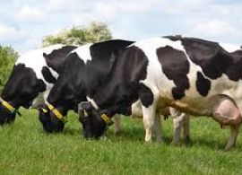 CNA discute criação de um seguro para a pecuária de leite