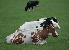 Resistência à mosca-dos-chifres observada em bovinos da raça holandesa