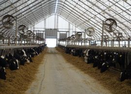 Guerra na Ucrânia:  escassez de alimentos ameaça produtores de leite europeus