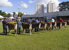Julgamento do gado leiteiro é atração na Expoingá 2022