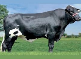 ABS divulga avaliação genômica de touros Girolando