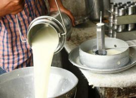 Com oferta enxuta, leite ao produtor se mantém em valorização